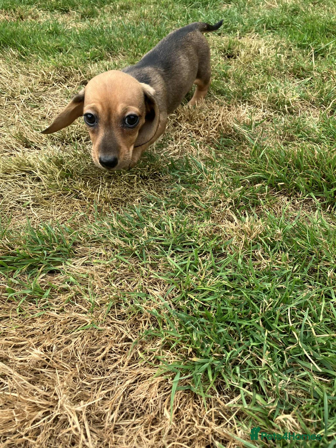 Miniature Dachshund dogs for sale: Miniature smooth haired dachshund puppies - Image 6
