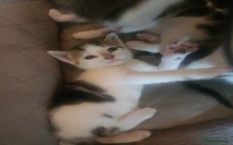 Mixed Breed cats for sale: Beautiful baby's looking for their forever homes  - Image 7