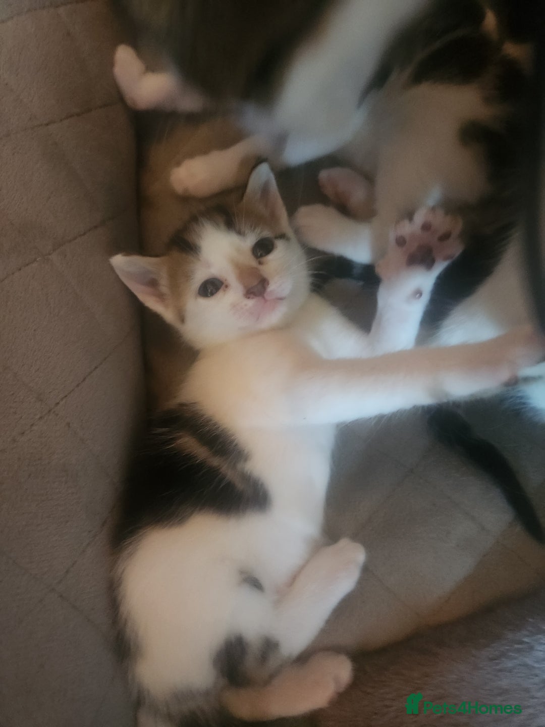 Mixed Breed cats for sale: Beautiful baby's looking for their forever homes  - Image 7