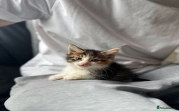 Domestic Shorthair cats for sale: Beautiful tabby female and accessories  - Image 2