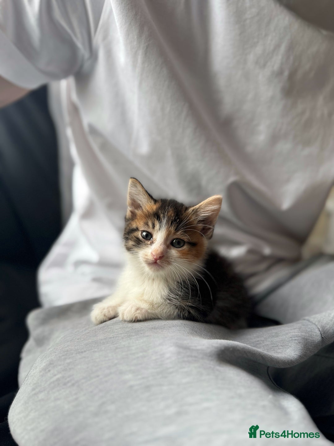 Domestic Shorthair cats for sale: Beautiful tabby female and accessories  - Image 2