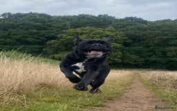 Cane Corso dogs for sale: Klaus the cane corso - Image 6