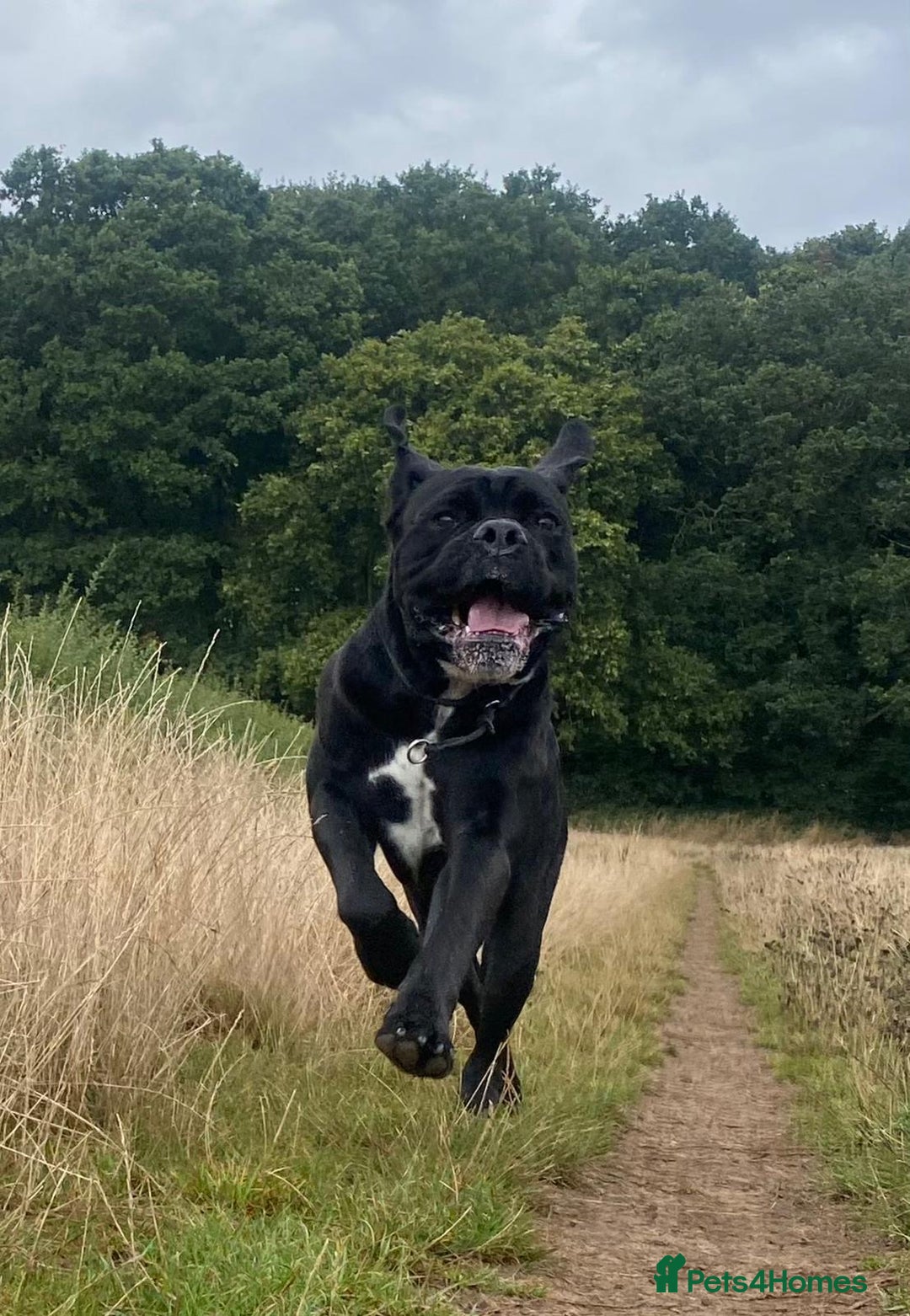 Cane Corso dogs for sale: Klaus the cane corso - Image 6