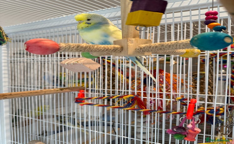 Finches birds - Advert 1