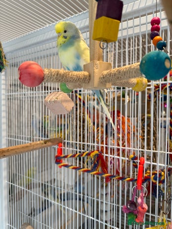 Finches birds - Advert 15
