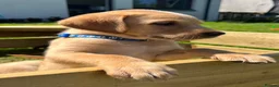 Labrador Retriever dogs for sale: Stunning lab puppies  - Advert 17