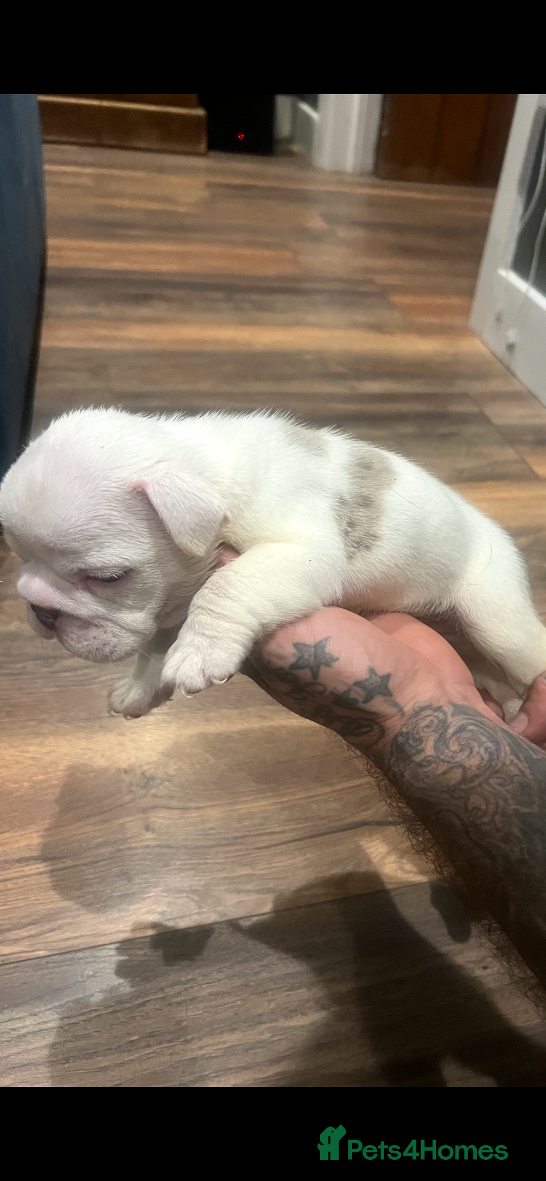 English Bulldog dogs for sale: Puppies  - Image 16