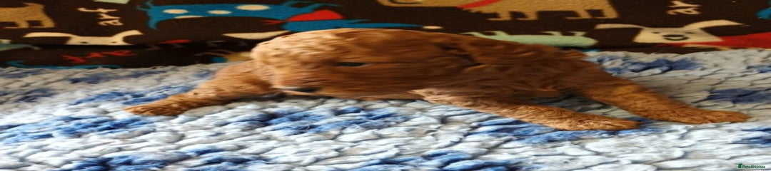 Labradoodle Puppy 9