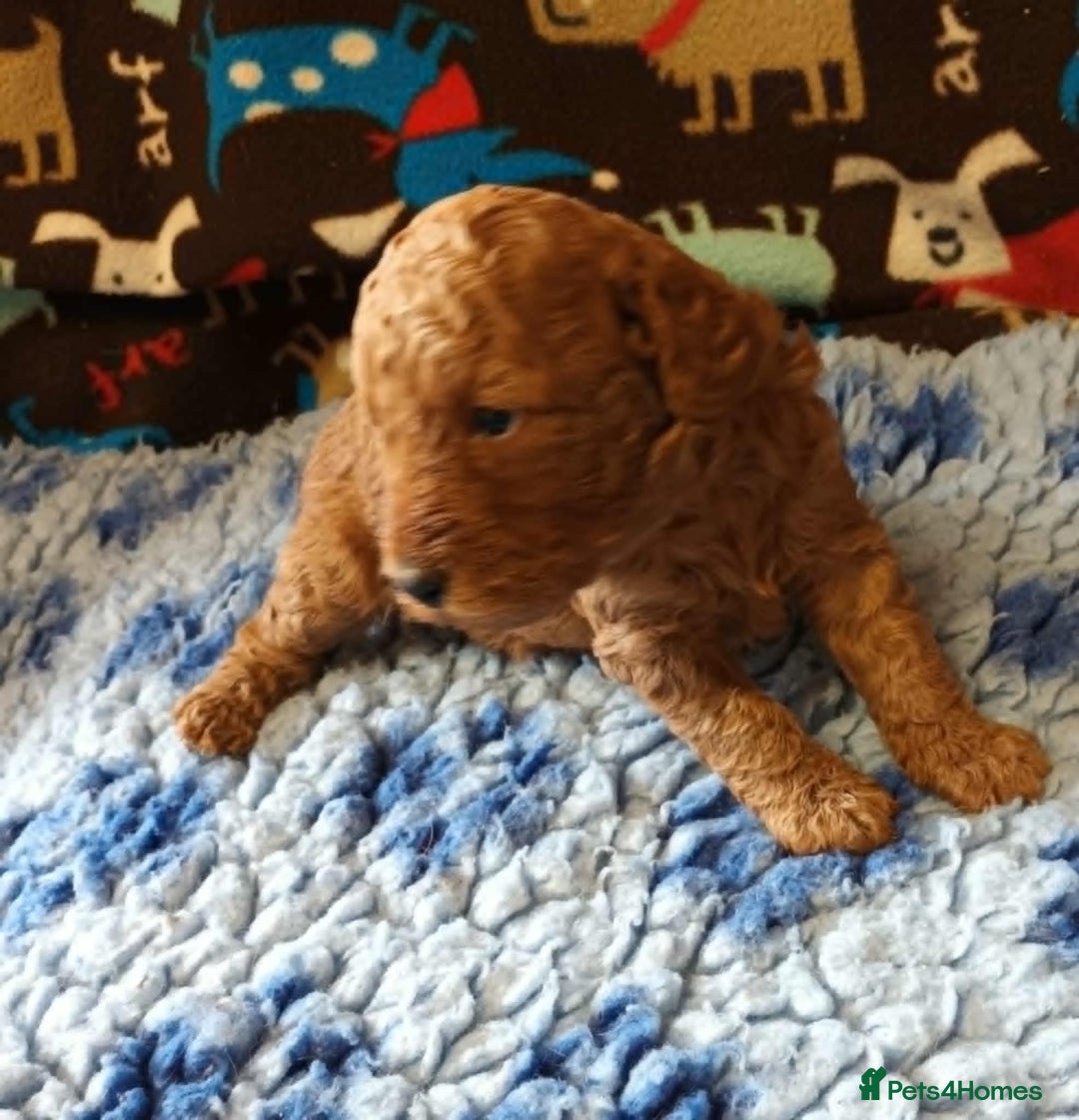Labradoodle dogs for sale: F1b MINIATURE LABRADOODLES. 5* LICENCED BREEDER. - Image 8