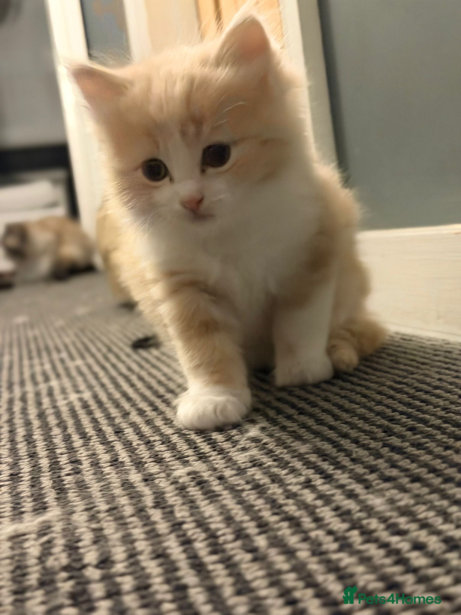 Mixed Breed cats for sale: Beautiful Female Ragdoll Mix Kitten - Advert 2