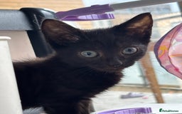 Domestic Shorthair cats for sale: Kittens for sale  - Image 15