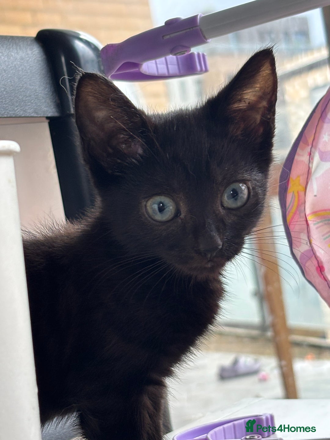 Domestic Shorthair cats for sale: Kittens for sale  - Image 15