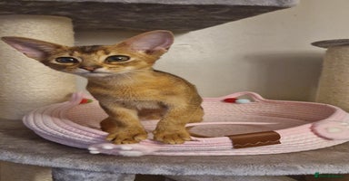 Abyssinian cats Purebred Abyssinian girl 😍 - Advert 2