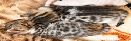Bengal cats for sale: Bengal cross - Advert 3