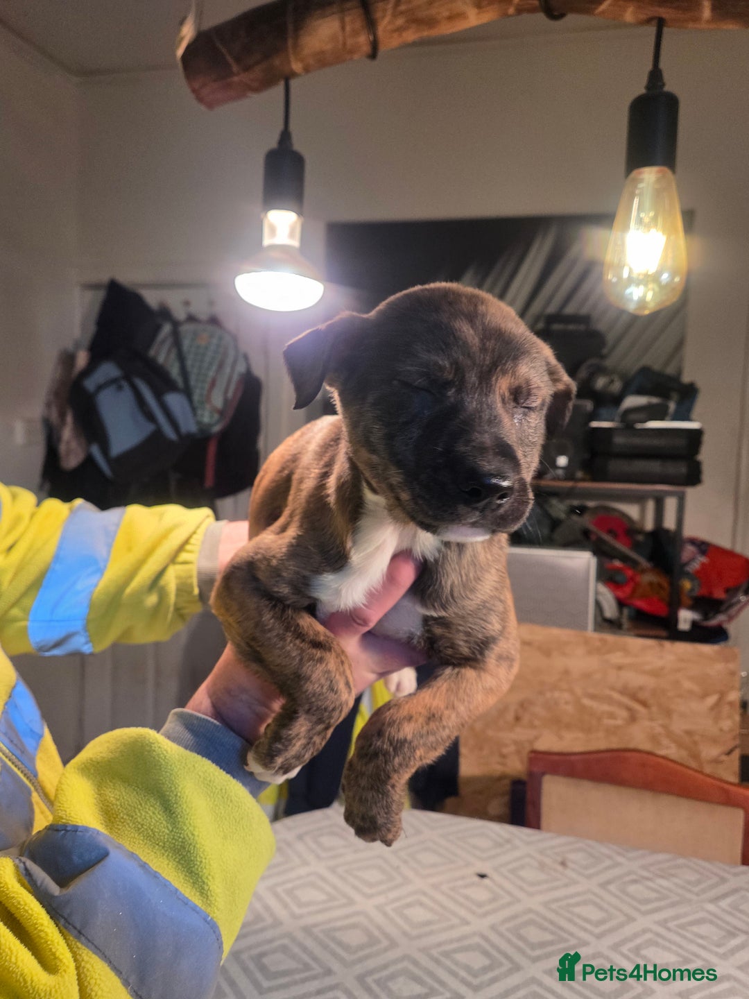 Mixed Breed dogs for sale: Bullcros  - Advert 15