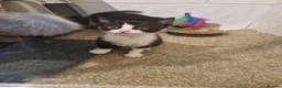 Mixed Breed cats for sale: black and white kitten - Advert 6