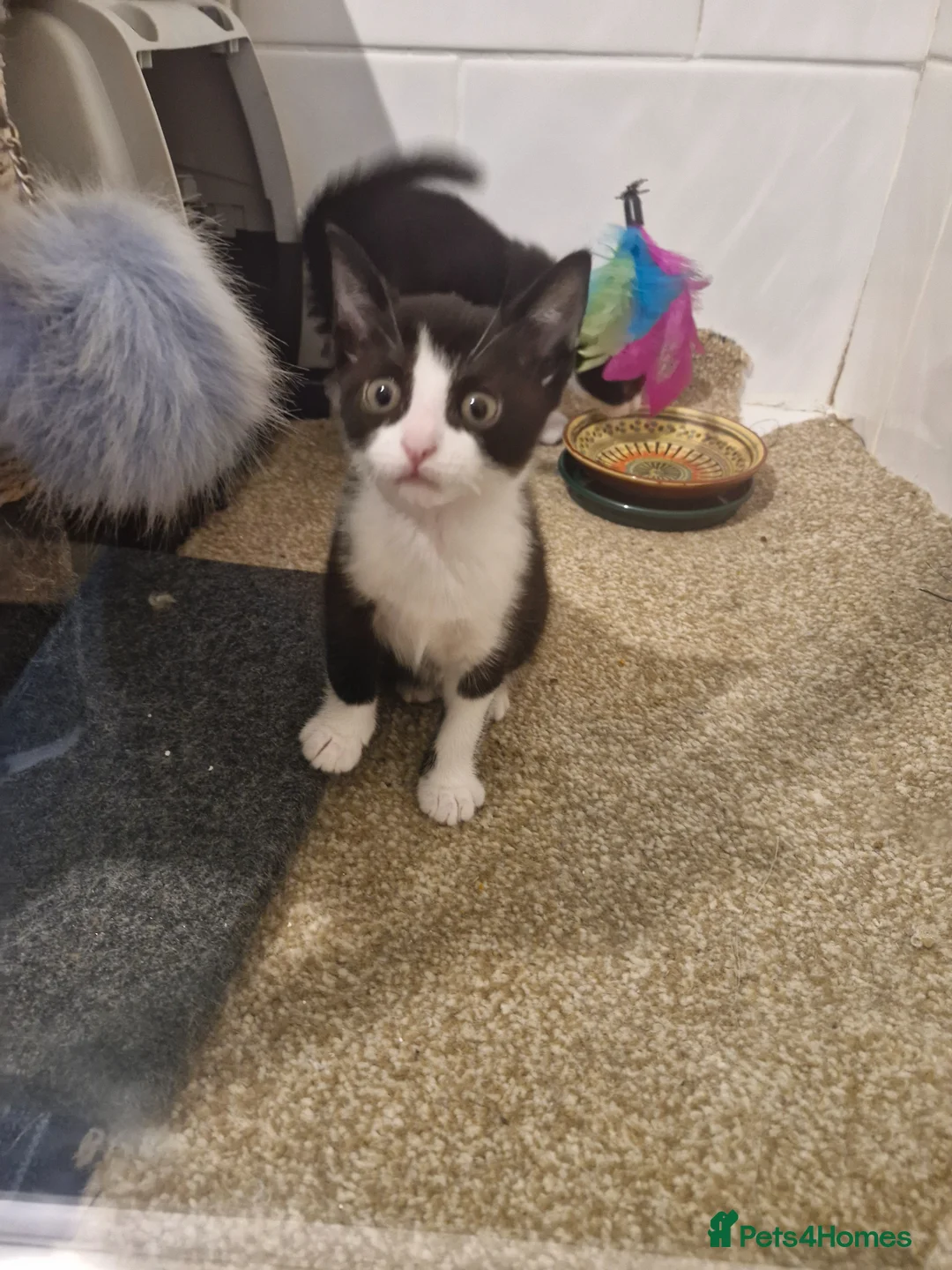 Mixed Breed cats for sale: black and white kitten - Advert 6
