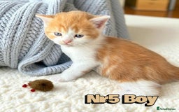 Scottish Fold cats for sale: 3 Scottish Fold Boys STILL AVAILABLE - Image 21