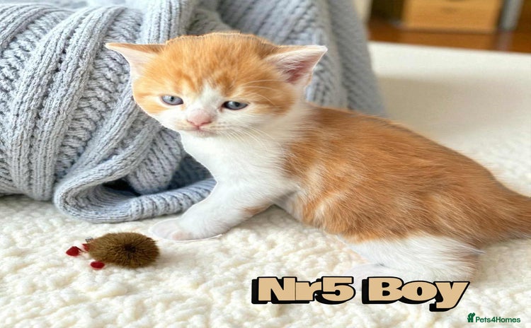 Scottish Fold cats - Advert 5