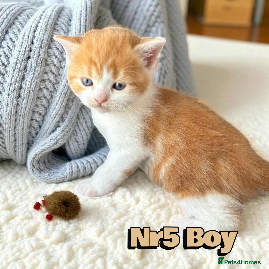 Scottish Fold cats for sale: 3 Scottish Fold Boys STILL AVAILABLE - Image 21