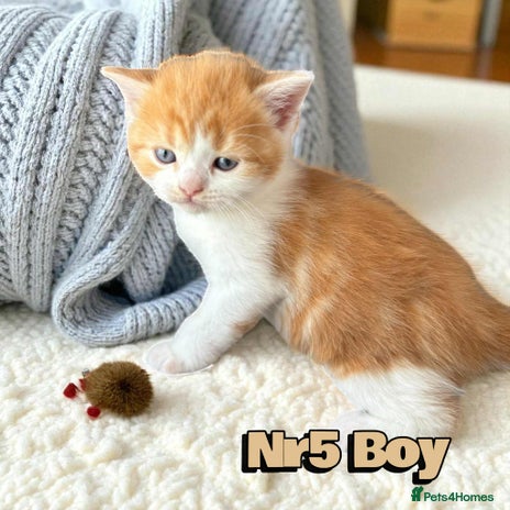 Scottish Fold cats - Advert 13