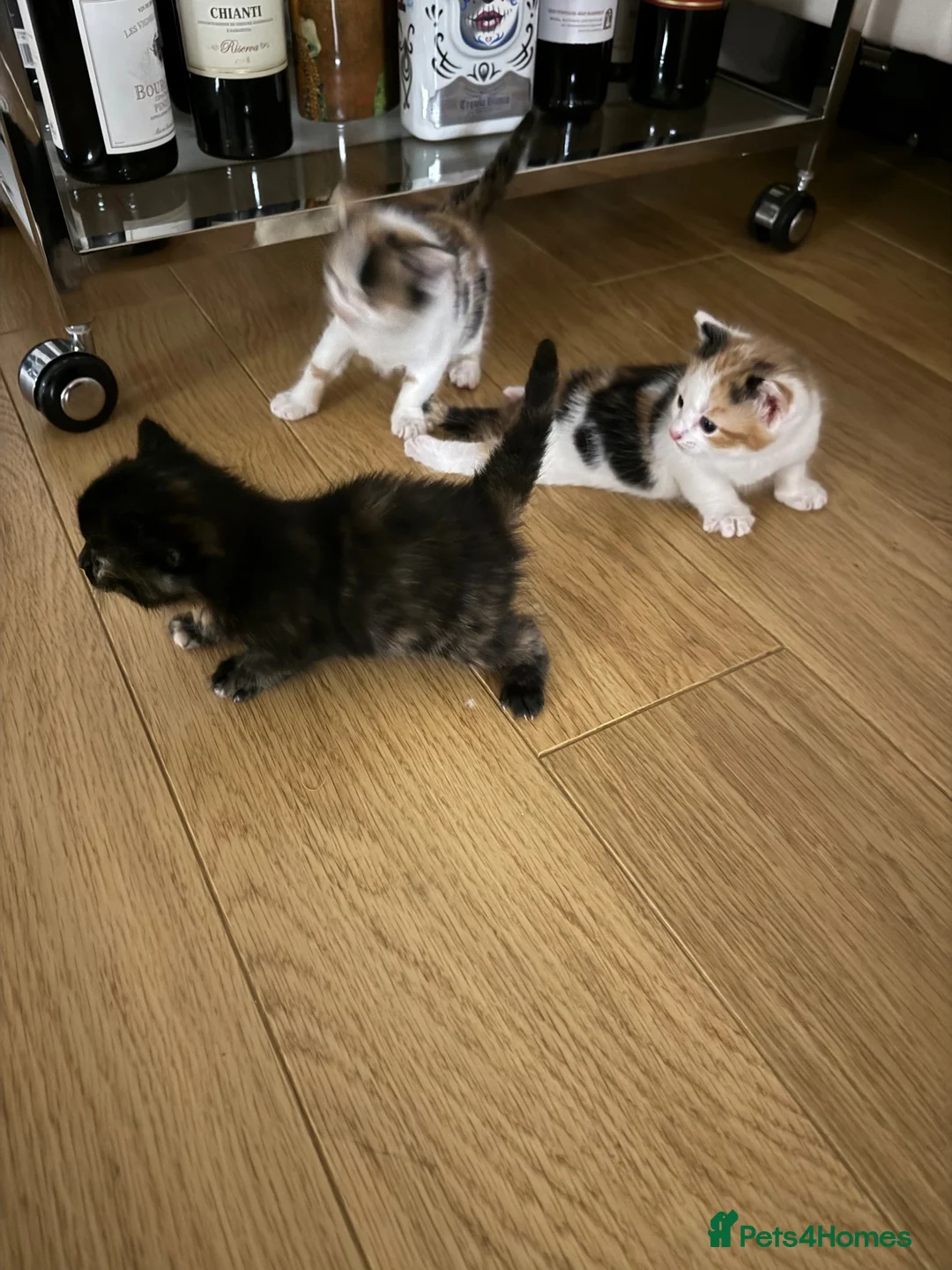 Mixed Breed cats for sale: 4 female kitten for sale - Advert 2