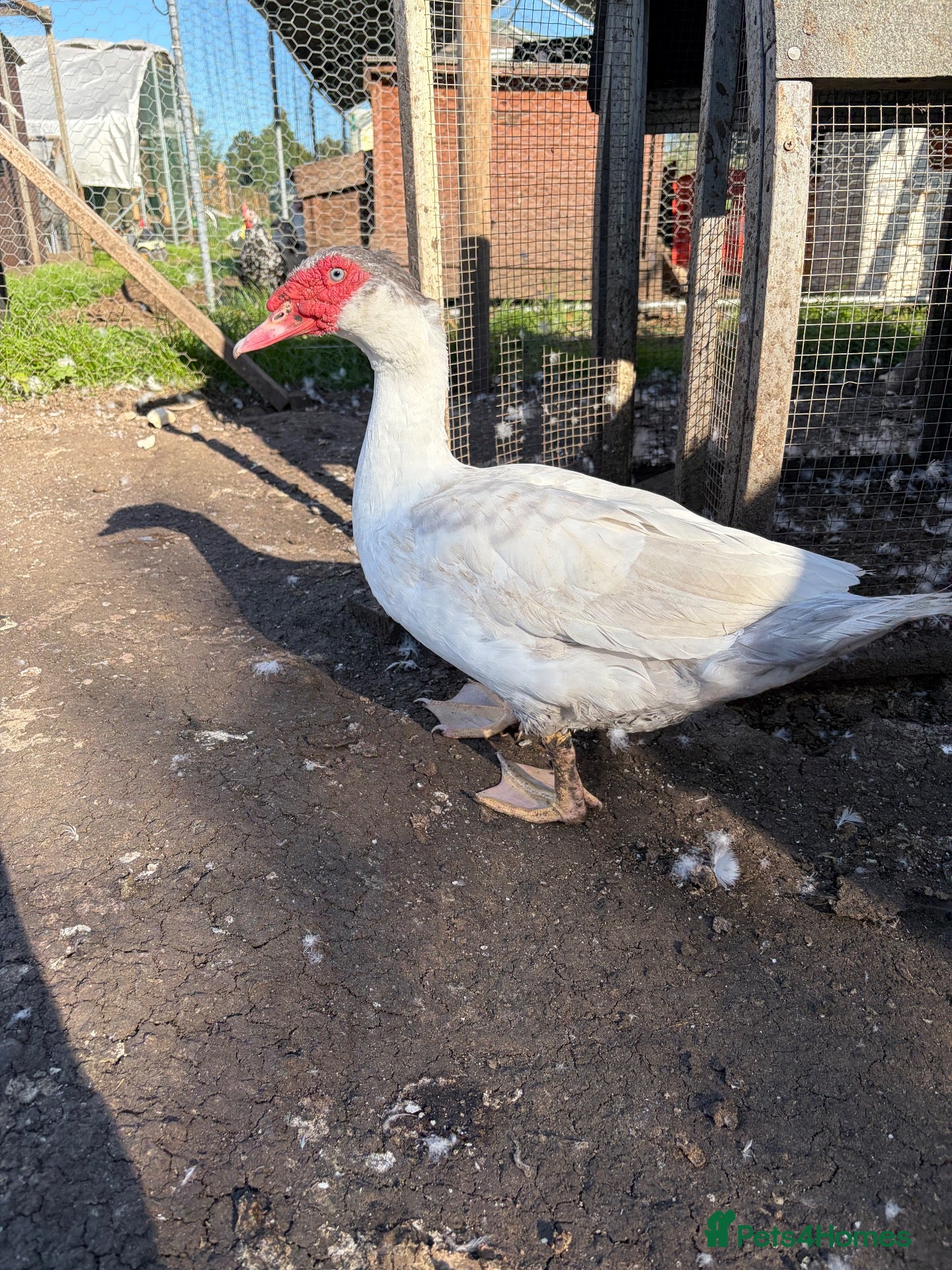 Ducks poultry Muscovy Females  - Advert 2