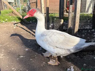 Ducks poultry Muscovy Females - Advert 2