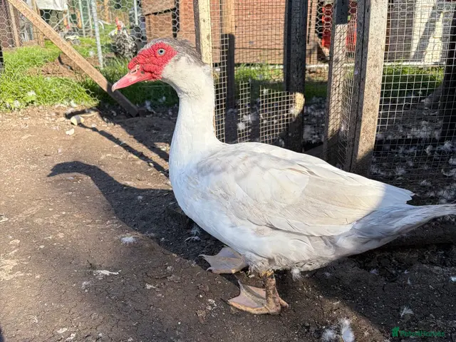 Ducks poultry for sale: Muscovy Females - Advert 2
