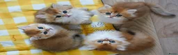 British Longhair cats for sale: TICA Exceptional Pedigree Golden British Kittens - Advert 4