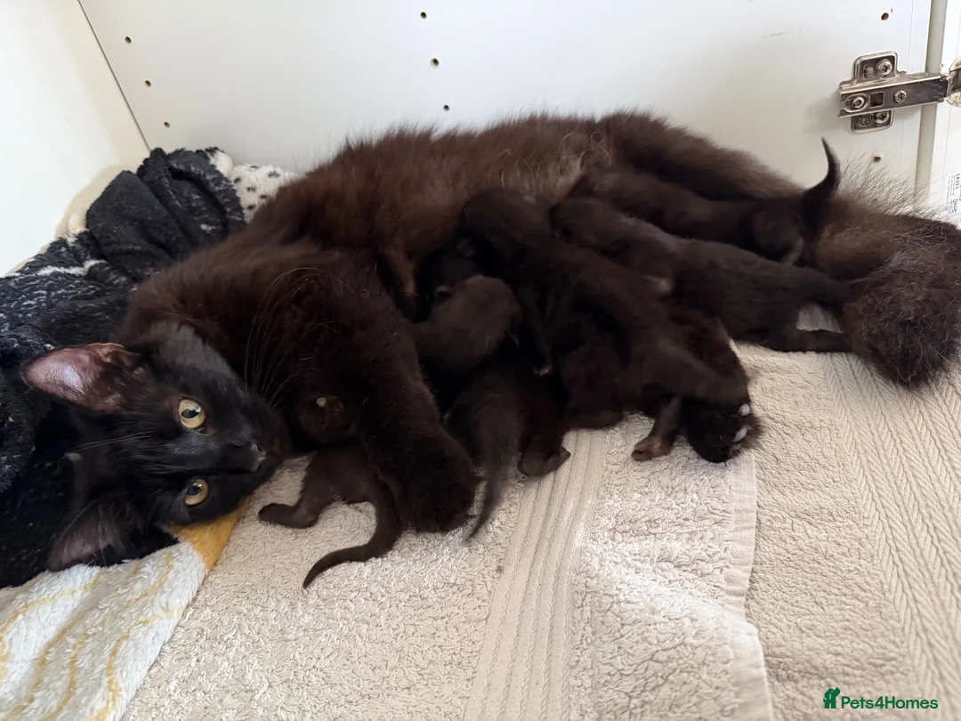 Mixed Breed cats for sale: Kittens for sale  - Advert 8