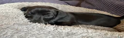 Miniature Dachshund dogs for sale: Dachshund puppies solid black and red - Advert 6