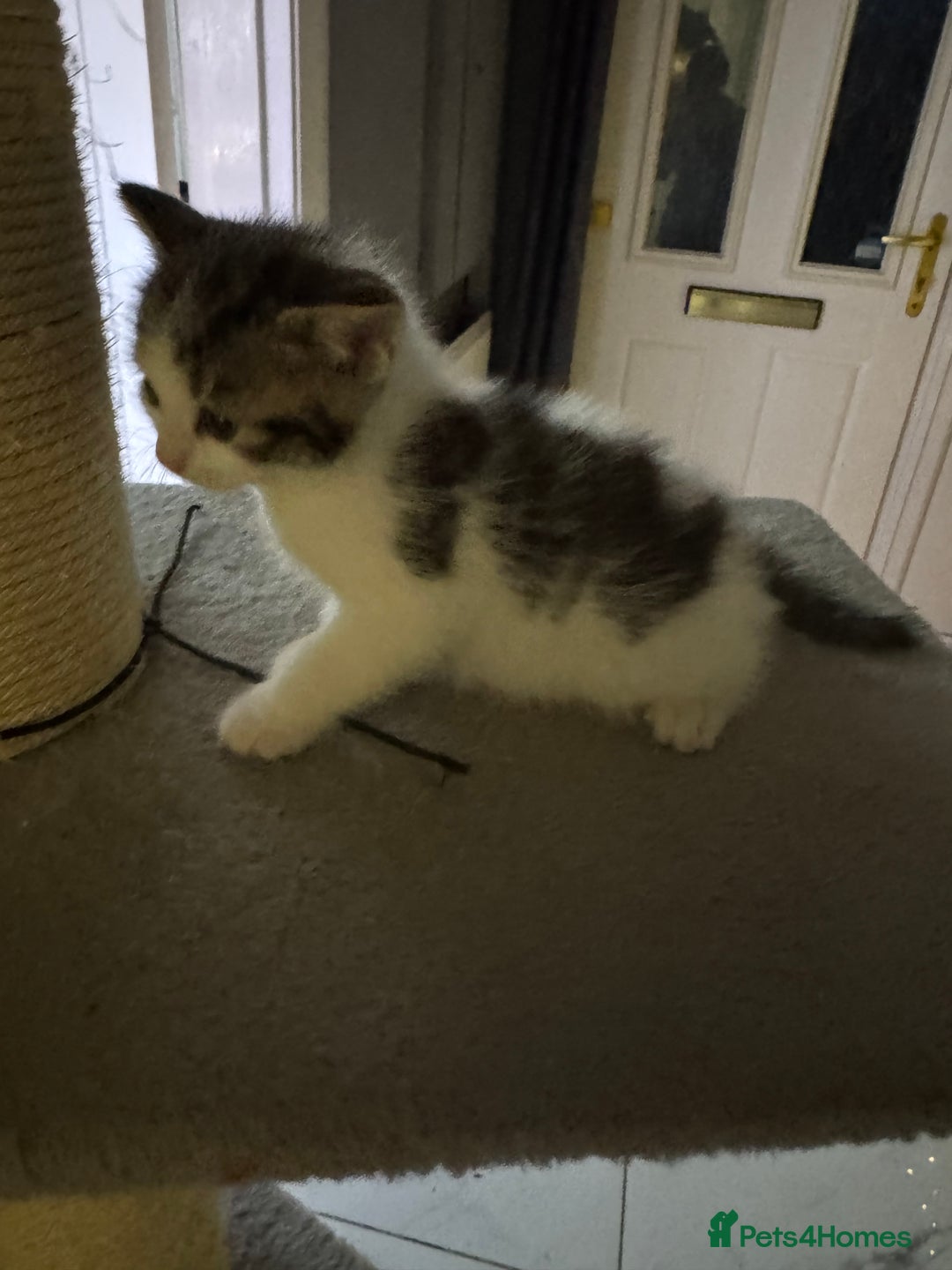 Mixed Breed cats for sale: Last little male left  - Advert 1
