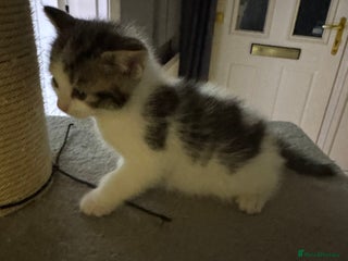 Mixed Breed cats Last little male left - Advert 1
