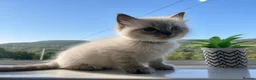 Ragdoll cats for sale: READY Sunday cute full ragdoll kittens 2 left - Advert 18