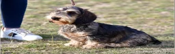 Dachshund dogs for sale: Standard Wire Haired Dachshund Puppies - Advert 11