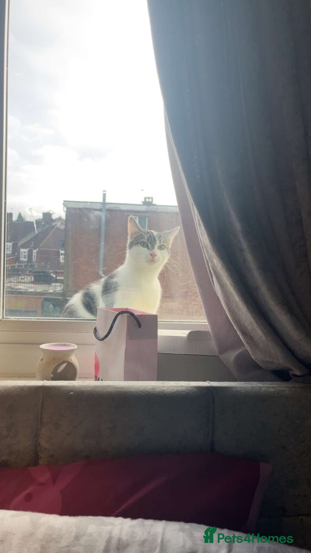 Domestic Shorthair cats for sale: Likes to go out a lot  - Image 2