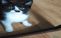 Khao Manee cats for sale: Mixed price Khao Manee kittens  - Image 38