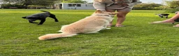 German Shepherd dogs for sale: Apricot/Cream GSD FEMALE  - Advert 4