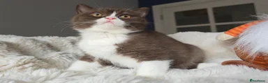 British Shorthair 3