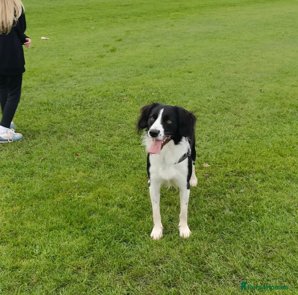 Mixed Breed dogs Border collie cross 2 years  - Advert 1