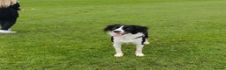 Mixed Breed dogs for sale: Border collie cross 2 years  - Advert 1