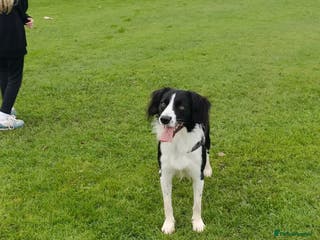 Mixed Breed dogs Border collie cross 2 years - Advert 1