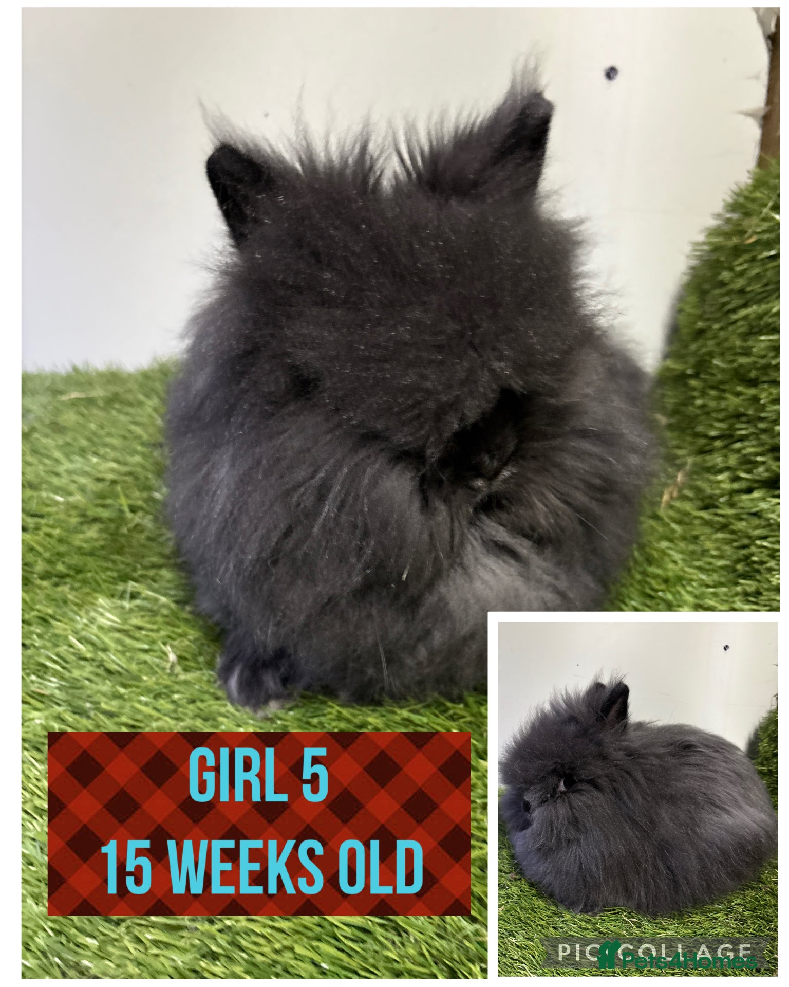 Lionhead rabbits Beautiful double mained lionheads ready soon  - Advert 3
