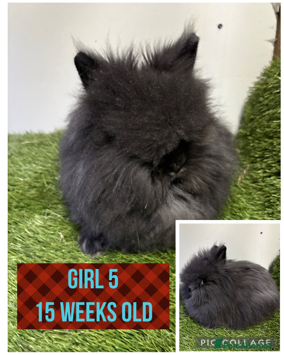Lionhead rabbits for sale: Beautiful double mained lionheads ready soon  - Advert 4