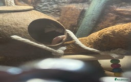Snake reptiles for sale: Collection of snakes - Image 13