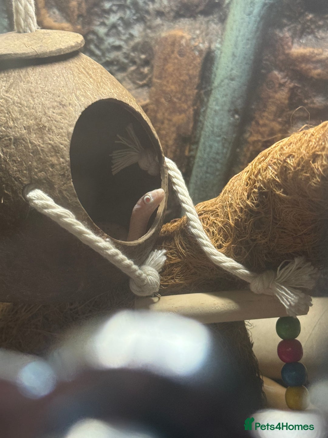Snake reptiles for sale: Collection of snakes - Image 13