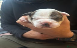 Mixed Breed dogs for sale: English Bulldog Staff Mix (Old Tyme Bulldog) - Image 4