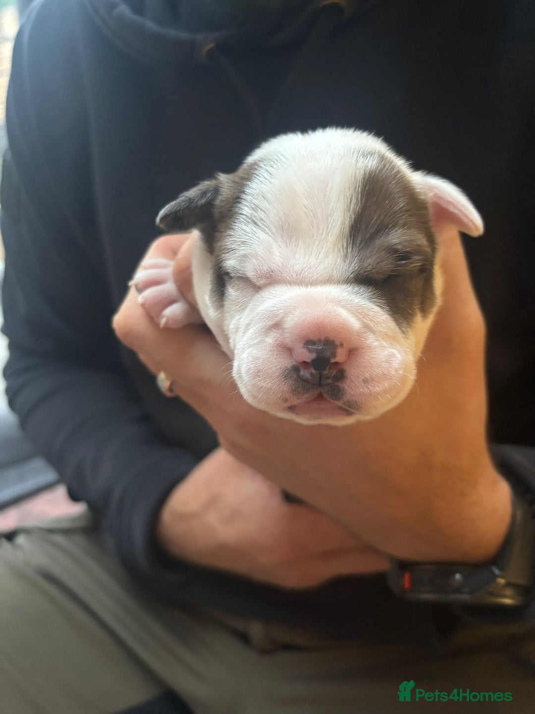 Mixed Breed dogs for sale: English Bulldog Staff Mix (Old Tyme Bulldog) - Image 4