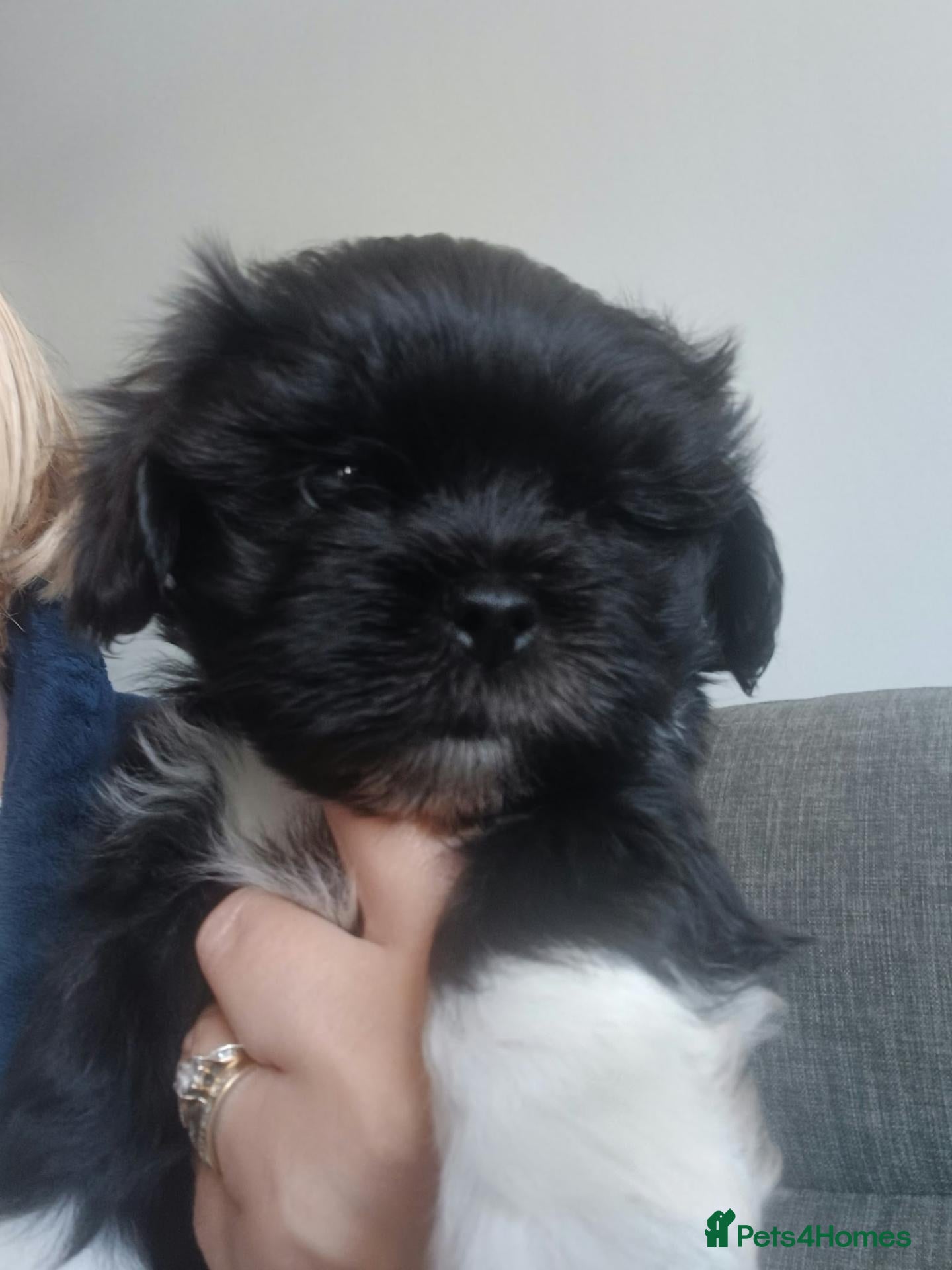 Lhasa Apso dogs *Last boy*Lhasa Apso puppies - Advert 1